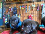 A Kalite Labrador Retriver Yavrular Renk Renk
