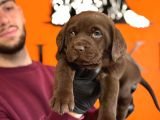 A Kalite Labrador Retriver Yavrular Renk Renk