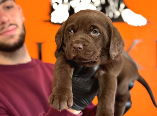 A Kalite Labrador Retriver Yavrular Renk Renk görsel