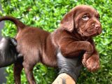 A Kalite Labrador Retriver Yavrular Renk Renk