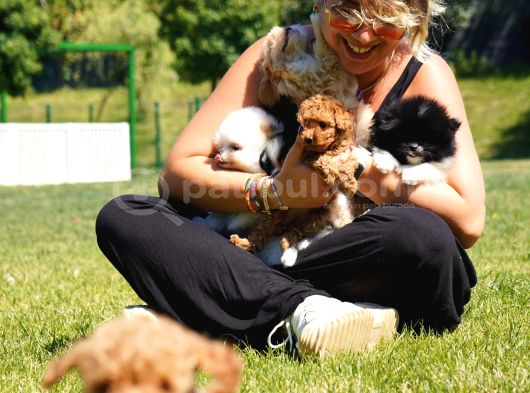 Tea Cup  Orji̇nal Toy Poodle Yavrulari görsel