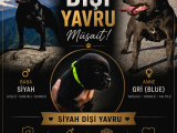 A Class Fci Şecereli Staffordshire Bull Terrier Ingiliz Sta