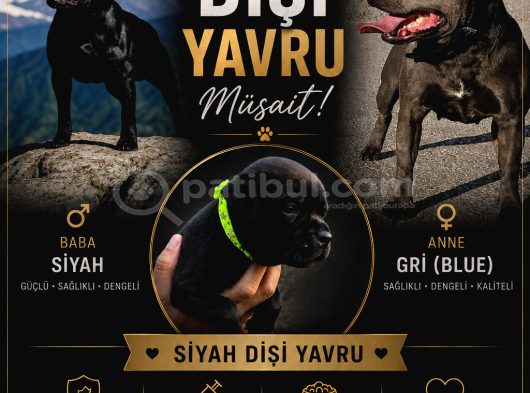 A Class Fci Şecereli Staffordshire Bull Terrier Ingiliz Sta