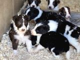 A Kalite Border Collie Safkan