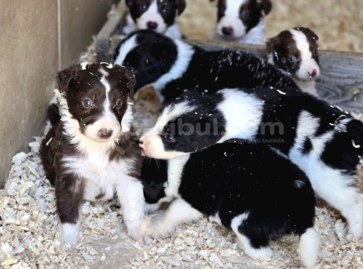 A Kalite Border Collie Safkan