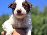 A Kalite Border Collie Safkan