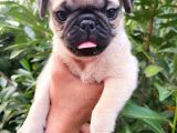 Pug Mops Yavrular Ev Üreti̇mi̇