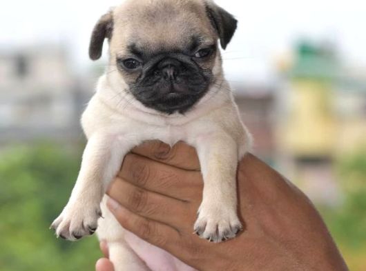 Pug Mops Yavrular Ev Üreti̇mi̇ görsel