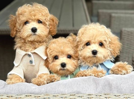 MALTİPOO CİNSİ YAVRULAR EV ÜRETİMİ