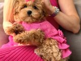 Toy Poodle Sevi̇mli̇ Yavrular Ev Üreti̇mi̇