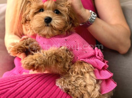 Toy Poodle Sevi̇mli̇ Yavrular Ev Üreti̇mi̇ görsel
