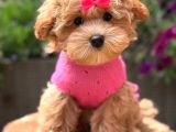 Toy Poodle Sevi̇mli̇ Yavrular Ev Üreti̇mi̇