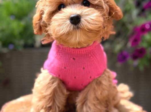 Toy Poodle Sevi̇mli̇ Yavrular Ev Üreti̇mi̇ görsel