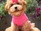 Toy Poodle Sevi̇mli̇ Yavrular Ev Üreti̇mi̇