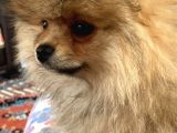 Pomeranian Yavru