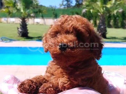Tea Cup  Orji̇nal Toy Poodle Yavrulari görsel