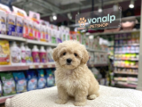 MALL OF İSTANBUL VONALPTEN MALTİPOO ve POODLE BEBEKLER