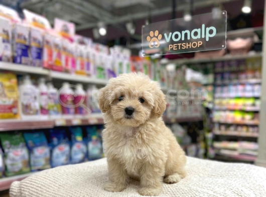 MALL OF İSTANBUL VONALPTEN MALTİPOO ve POODLE BEBEKLER