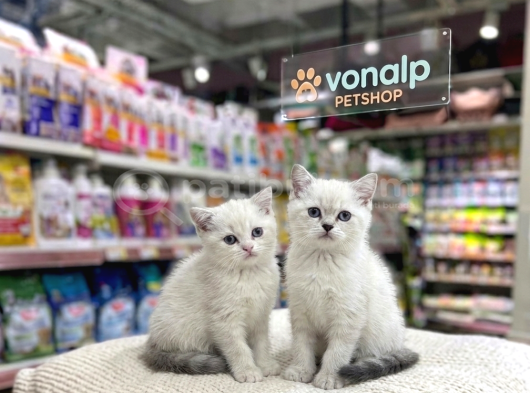 Vonalp Pet Garantisiyle Efsane Güzelli̇kte Bri̇ti̇sh Shorthai̇r görsel