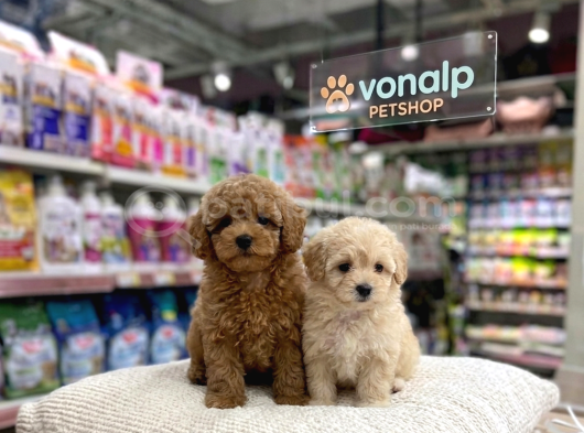 Mall Of İstanbul Vonalpten Malti̇poo Ve Poodle Bebekler görsel