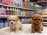 Mall Of İstanbul Vonalpten Malti̇poo Ve Poodle Bebekler