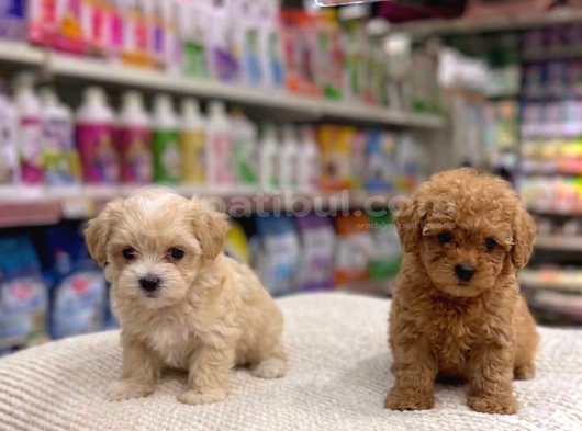 Mall Of İstanbul Vonalpten Malti̇poo Ve Poodle Bebekler görsel