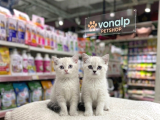 Vonalp Pet Garantisiyle Efsane Güzelli̇kte Bri̇ti̇sh Shorthai̇r