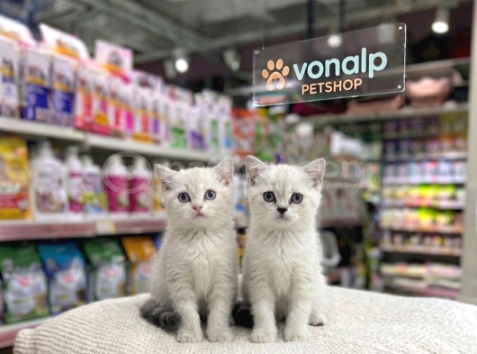 VONALP PET GARANTISIYLE EFSANE GÜZELLİKTE BRİTİSH SHORTHAİR