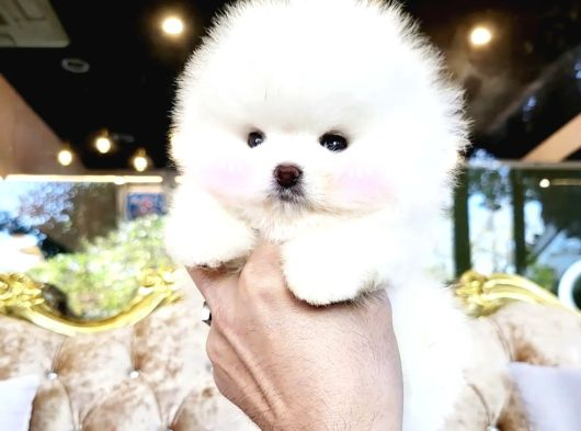 Pomeranian Boo Teddy Bear En Mini Boy Yavrularımız görsel