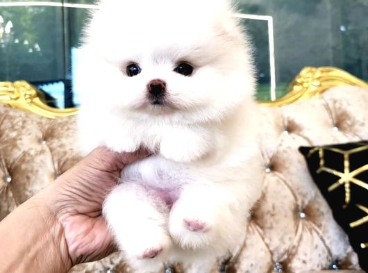 Pomeranian Boo Teddy Bear En Mini Boy Yavrularımız görsel