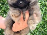 Tedy Bear Ayıcık Bebek
