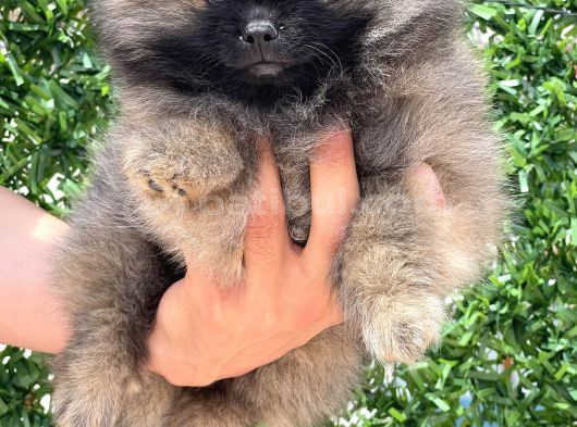 Tedy Bear Ayıcık Bebek görsel