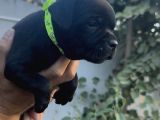 A Class Fci Şecereli Staffordshire Bull Terrier Ingiliz Sta