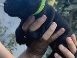 A Class Fci Şecereli Staffordshire Bull Terrier Ingiliz Sta
