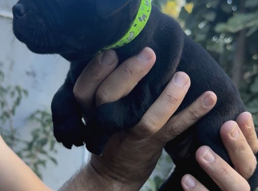 A Class Fci Şecereli Staffordshire Bull Terrier Ingiliz Sta görsel