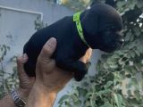 A Class Fci Şecereli Staffordshire Bull Terrier Ingiliz Sta