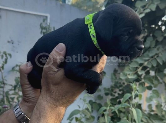 A Class Fci Şecereli Staffordshire Bull Terrier Ingiliz Sta görsel