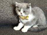 British Shorthair Bicolor