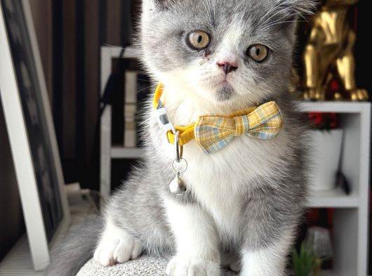 British Shorthair Bicolor görsel