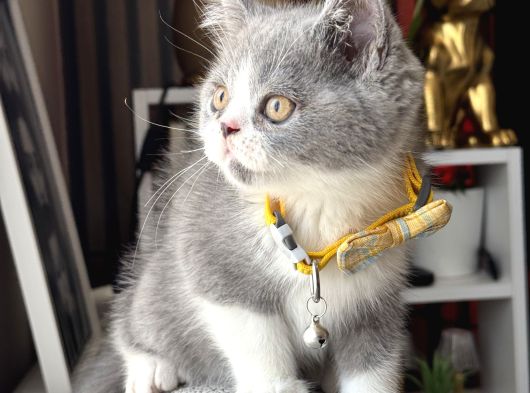 British Shorthair Bicolor görsel