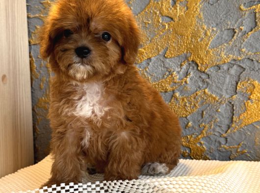 Core Toy Poodle Uygun görsel
