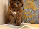 Core Toy Poodle Uygun