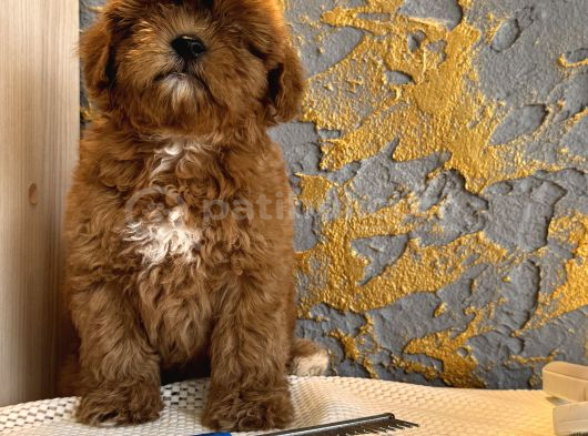 Core Toy Poodle Uygun görsel