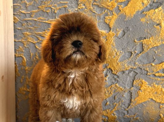 Core Toy Poodle Uygun görsel