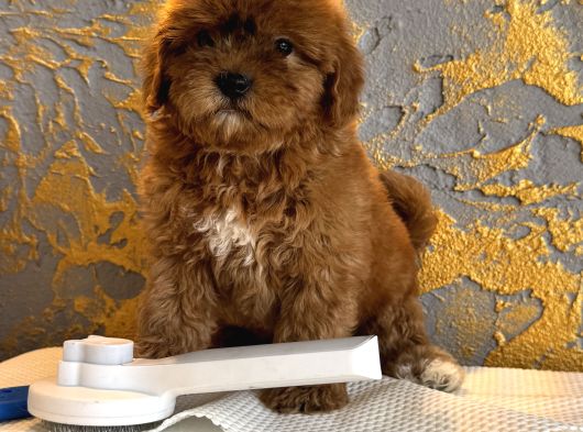 Core Toy Poodle Uygun görsel