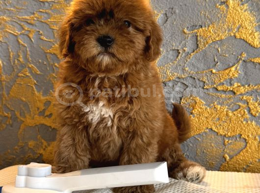 Core Toy Poodle Uygun görsel