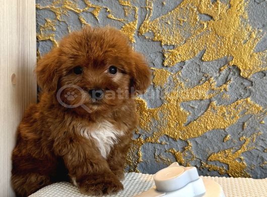 Core Toy Poodle Uygun görsel
