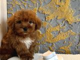 Core Toy Poodle Uygun