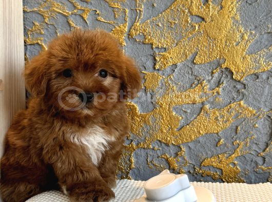 Core Toy Poodle Uygun görsel