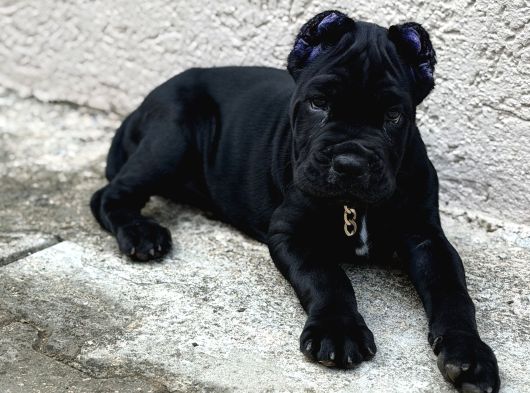 Sağlıklı Estetikli Yavrumuz Black Cane Corso Kalite görsel